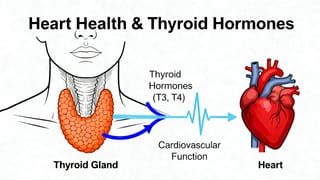 Thyroid & the Heart: When Low or High TSH Affects Your Pulse and BP